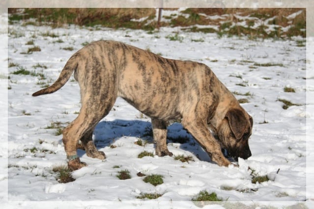 Publication : El Corazon Del Cazador Auteur : corazon del cazador