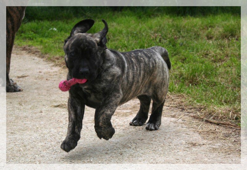 Publication : El Corazon Del Cazador