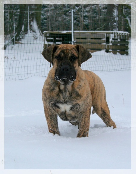 Publication : El Corazon Del Cazador Auteur : corazon del cazador