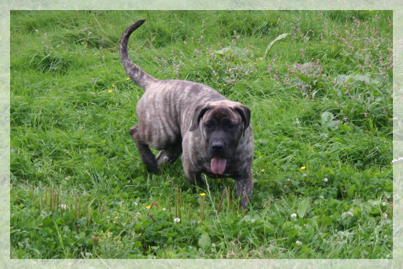 Publication : El Corazon Del Cazador