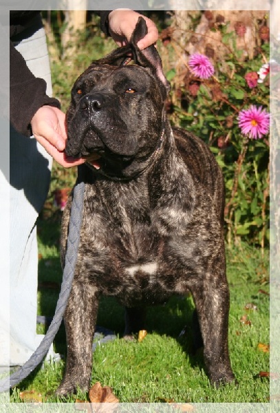 Esperanza El Corazon Del Cazador