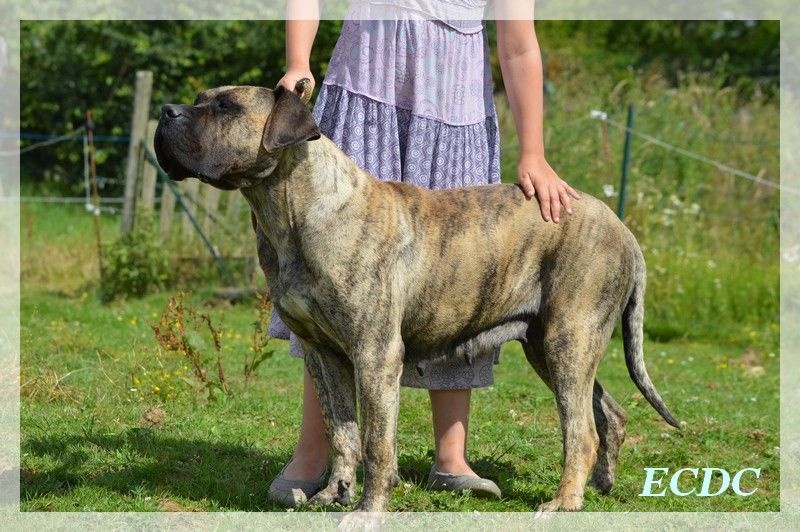 Publication : El Corazon Del Cazador Auteur : corazon del cazador