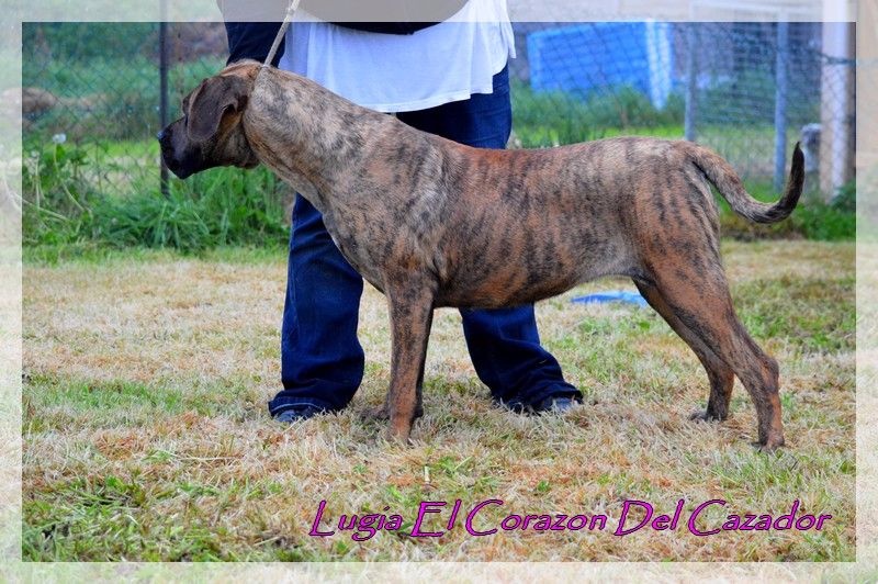 Publication : El Corazon Del Cazador Auteur : ecdc