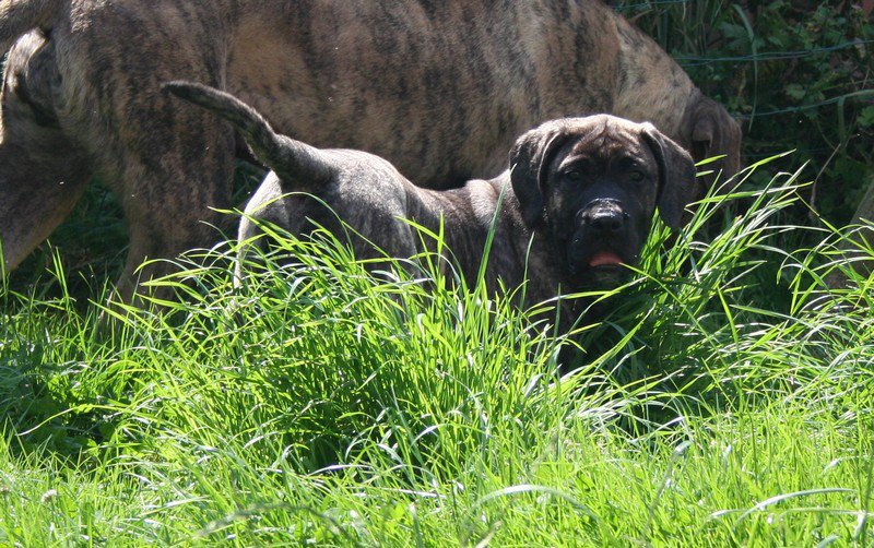 Publication : El Corazon Del Cazador