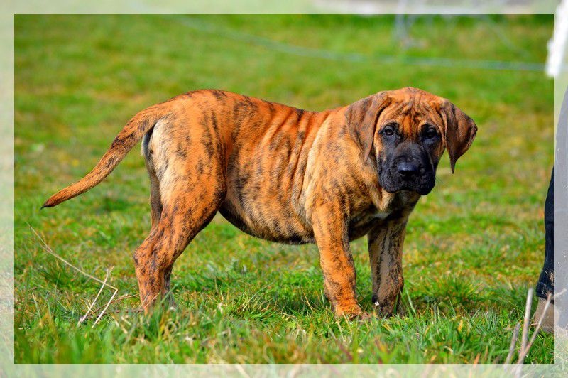 Publication : El Corazon Del Cazador Auteur : ecdc