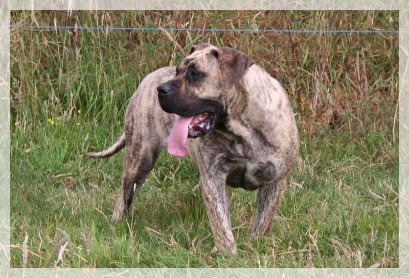 Publication : El Corazon Del Cazador Auteur : corazon del cazador