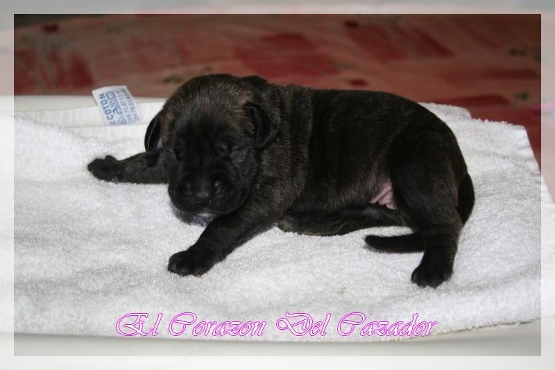 Esperanza El Corazon Del Cazador