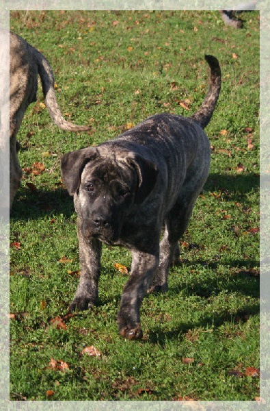 Publication : El Corazon Del Cazador