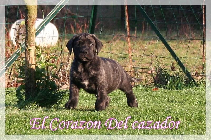 Esperanza El Corazon Del Cazador