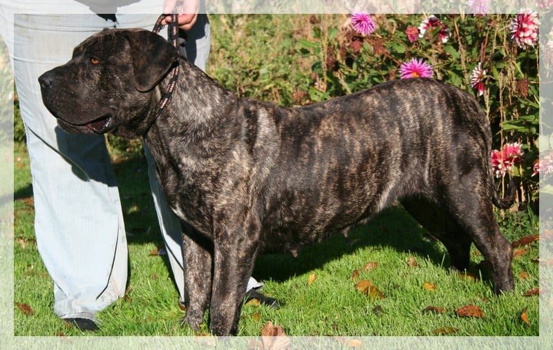 Esperanza El Corazon Del Cazador