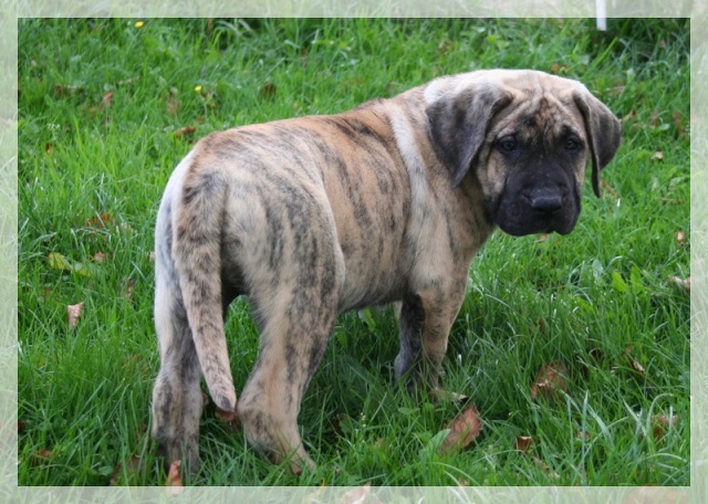 Publication : El Corazon Del Cazador Auteur : corazon del cazador