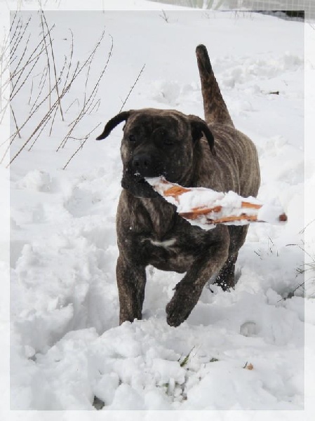 Publication : El Corazon Del Cazador