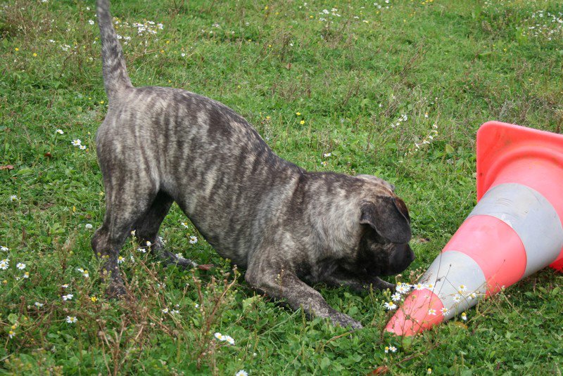 Publication : El Corazon Del Cazador