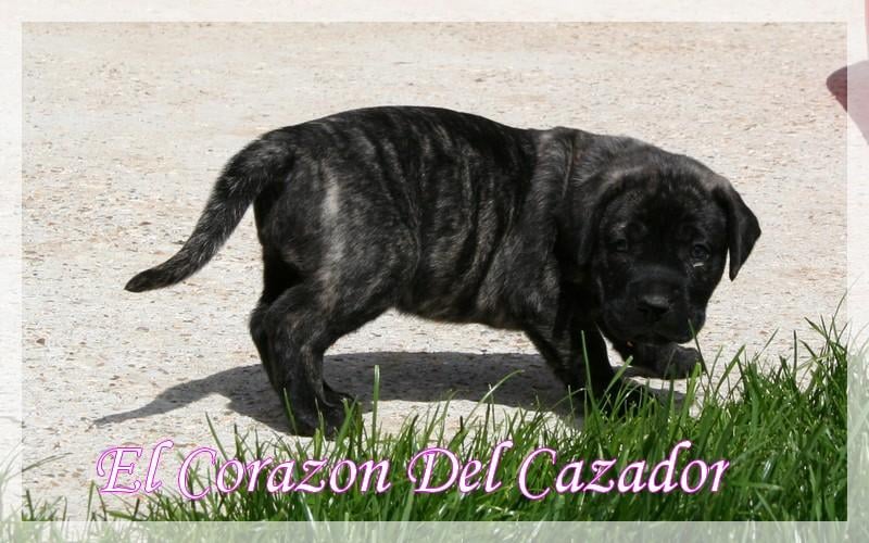 Esperanza El Corazon Del Cazador