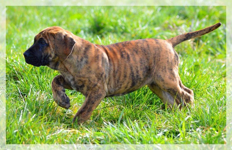 Publication : El Corazon Del Cazador Auteur : ecdc