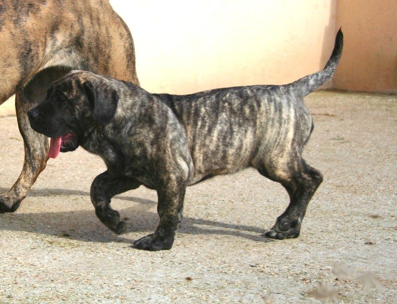 Publication : El Corazon Del Cazador