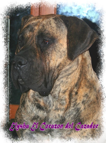 Publication : El Corazon Del Cazador Auteur : corazon del cazador