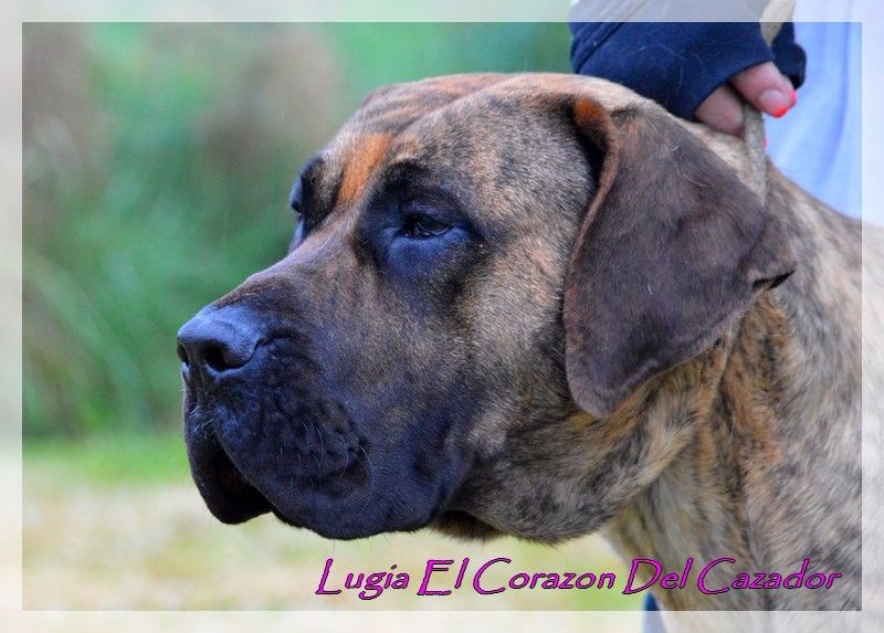 Publication : El Corazon Del Cazador Auteur : ecdc