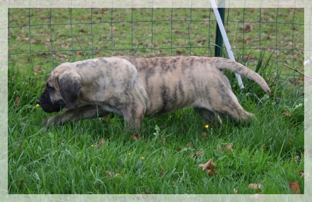 Publication : El Corazon Del Cazador Auteur : corazon del cazador