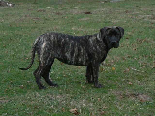 Esperanza El Corazon Del Cazador