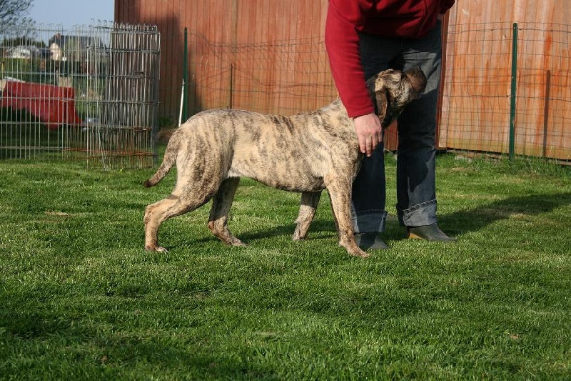 Publication : El Corazon Del Cazador Auteur : corazon del cazador