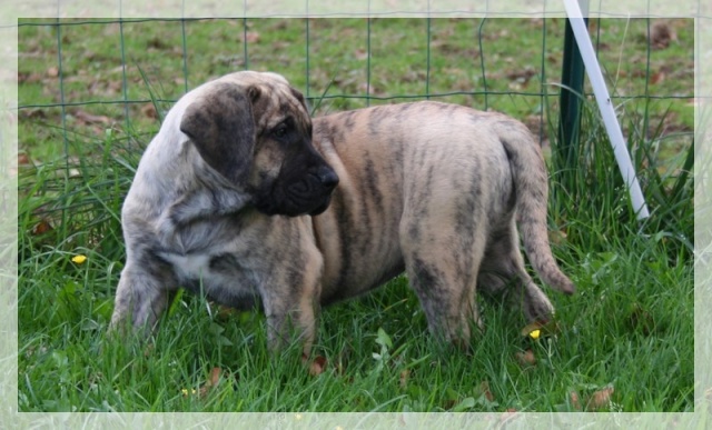 Publication : El Corazon Del Cazador Auteur : corazon del cazador