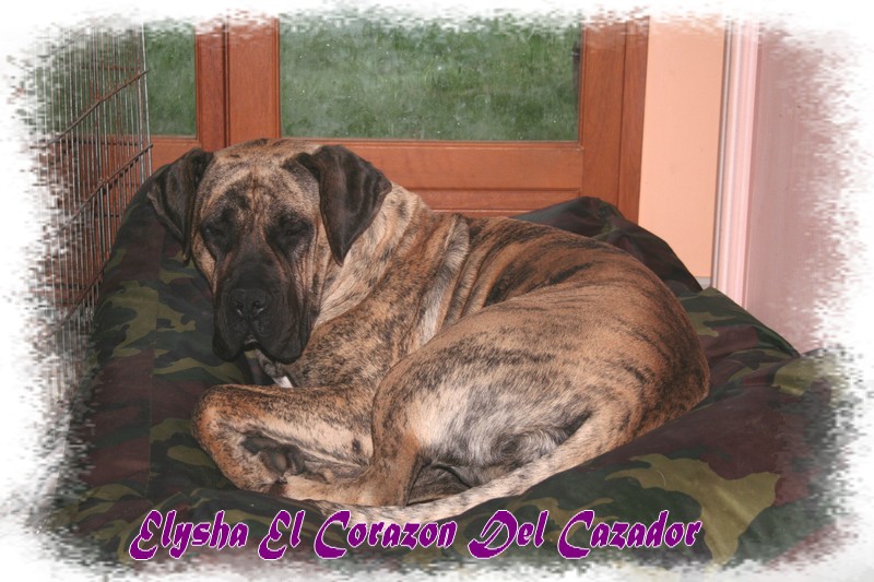 Publication : El Corazon Del Cazador Auteur : corazon del cazador