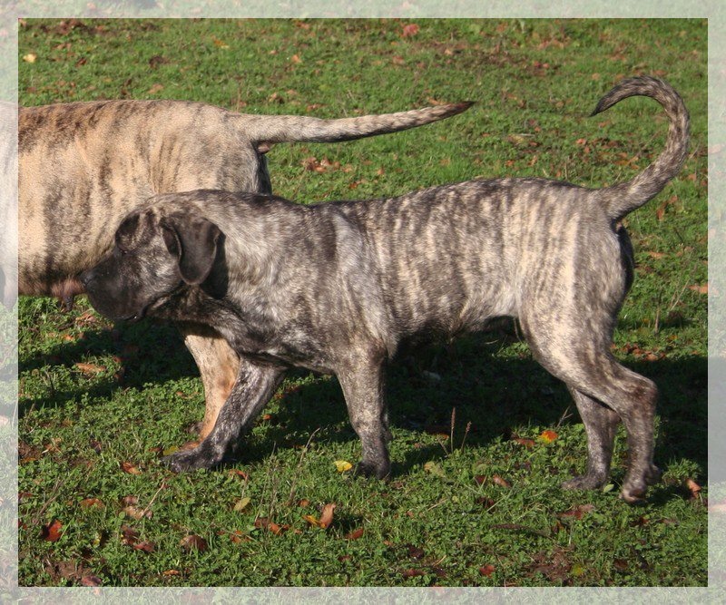 Publication : El Corazon Del Cazador