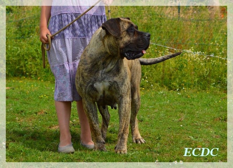 Publication : El Corazon Del Cazador Auteur : corazon del cazador