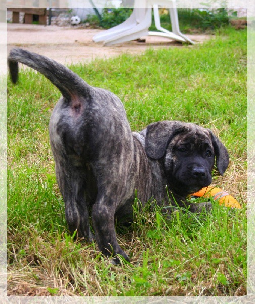 Publication : El Corazon Del Cazador