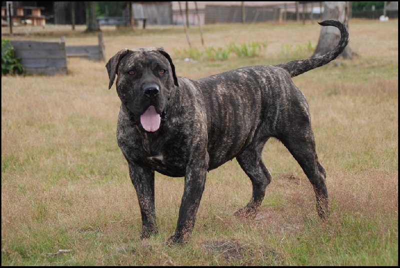 Esperanza El Corazon Del Cazador