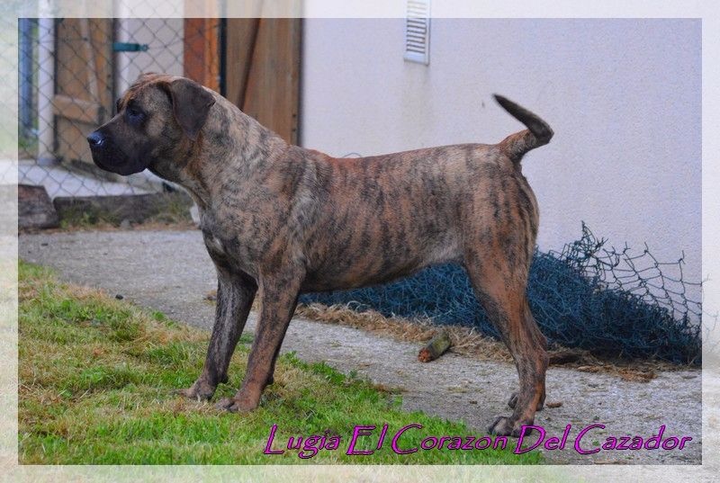 Publication : El Corazon Del Cazador Auteur : ecdc