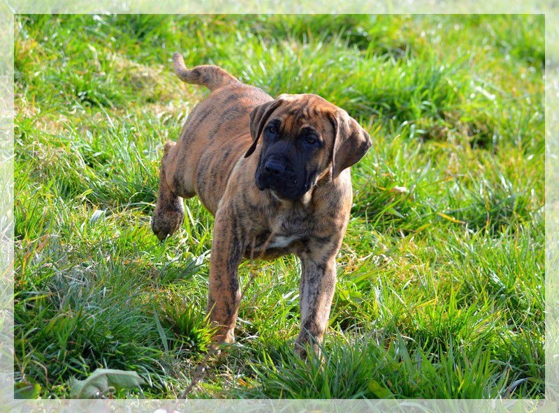 Publication : El Corazon Del Cazador Auteur : ecdc