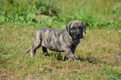 Les chiots de Presa canario