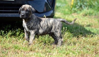 Les chiots de Presa canario