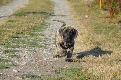 Les chiots de Presa canario