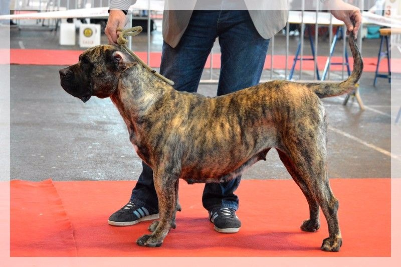 Fuente des Terres d'Europe - classe ouverte: 1ere excellente CACS