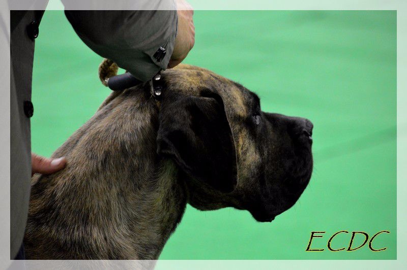 CH. Elysha El Corazon Del Cazador - classe champion: 1ere excellent CACIB et Meilleure de race