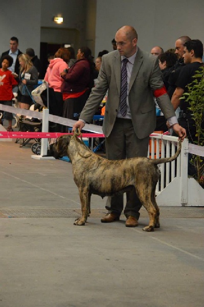 CH. Elysha El Corazon Del Cazador - 1ere excellente CACS CACIB Championne de france