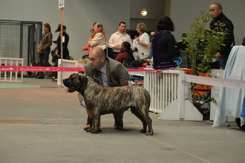 Hoana El Corazon Del Cazador - 2eme excellente > vice championne de france jeune