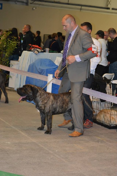 Eyghon El Corazon Del Cazador - 2eme ecxellent CACS CACIB Vice Champion de france