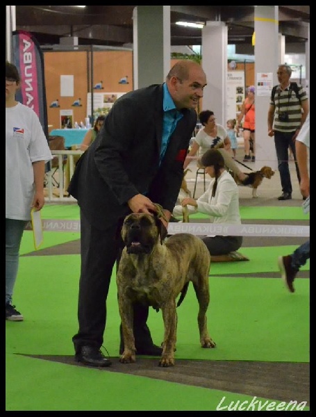 CH. Elysha El Corazon Del Cazador - classe champion: 1ere excellente