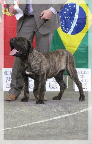 Eyghon El Corazon Del Cazador - 1ere excellent CACS RCACIB