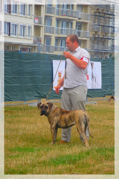 CH. Elysha El Corazon Del Cazador - classe jeune: 1ere excellent meilleure jeune & meilleur de race