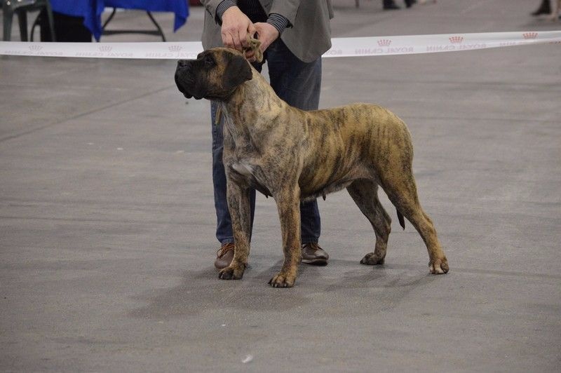 CH. Elysha El Corazon Del Cazador - Classe Champion: 1ere excellent CACIB et BOS
