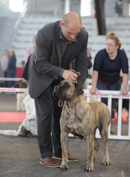 CH. Elysha El Corazon Del Cazador - classe ouverte 1eme excellente CACS