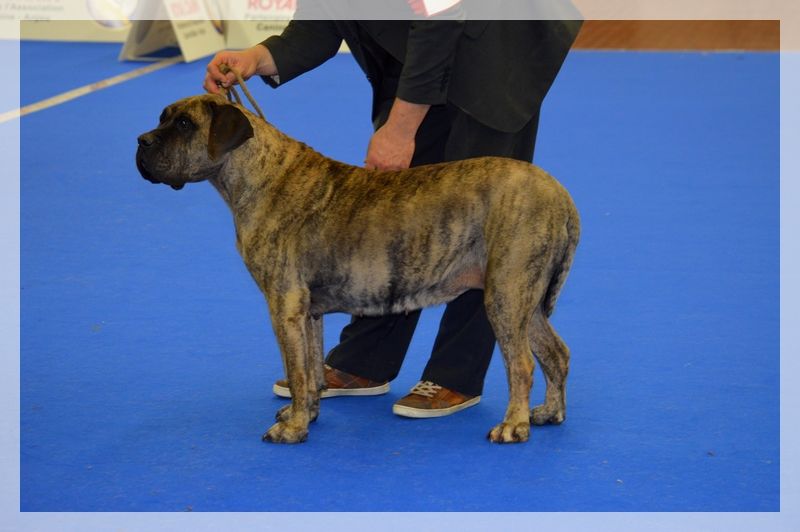CH. Elysha El Corazon Del Cazador - Classe veteran: 1ere exc. Elysha devient championne de france veterante