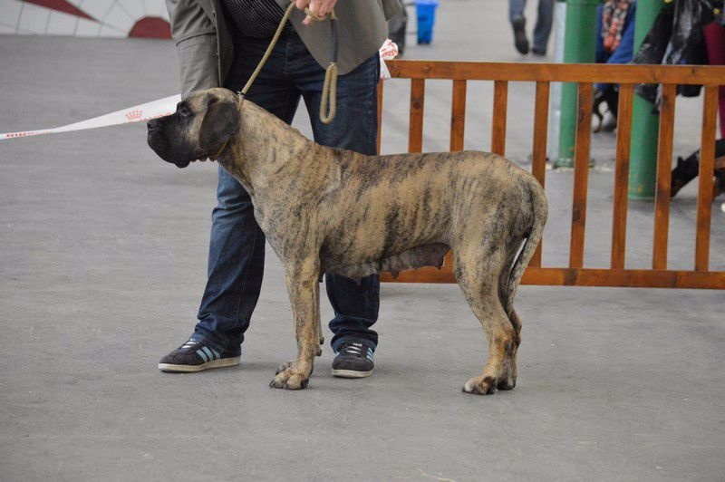 CH. Elysha El Corazon Del Cazador - classe Champion: 1ere excellente et meilleur de race