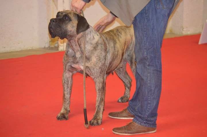 CH. Elysha El Corazon Del Cazador - 1ere excellente cacs rcacib