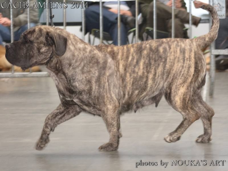 Hoana El Corazon Del Cazador - classe ouverte: 1 ere excellente cacs cacib